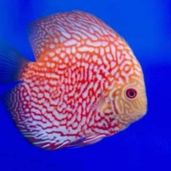 Albino Yellow Solid Discus – Mo Aquatics