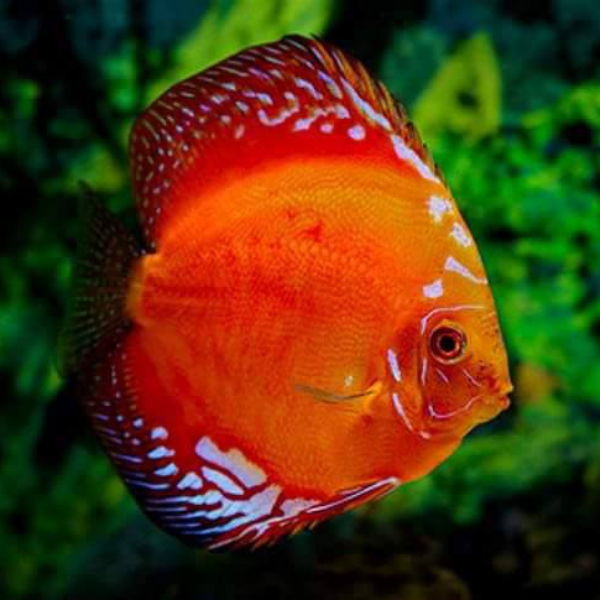 Red Panda Discus – Very Beautiful Fish