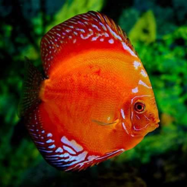 Discus Fish5