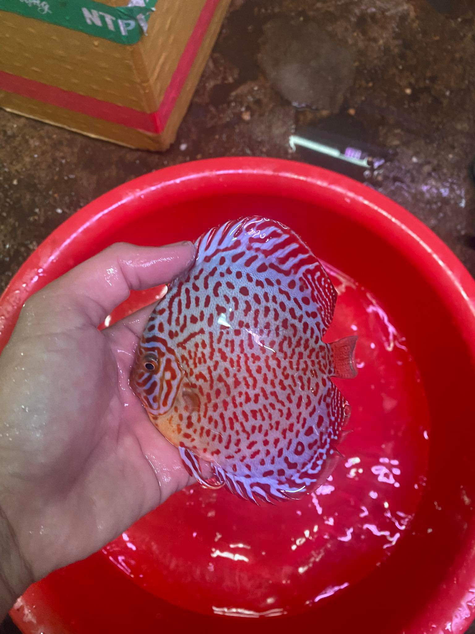 Beautiful Leopard Discus Fish 5in – Very Unique Fish