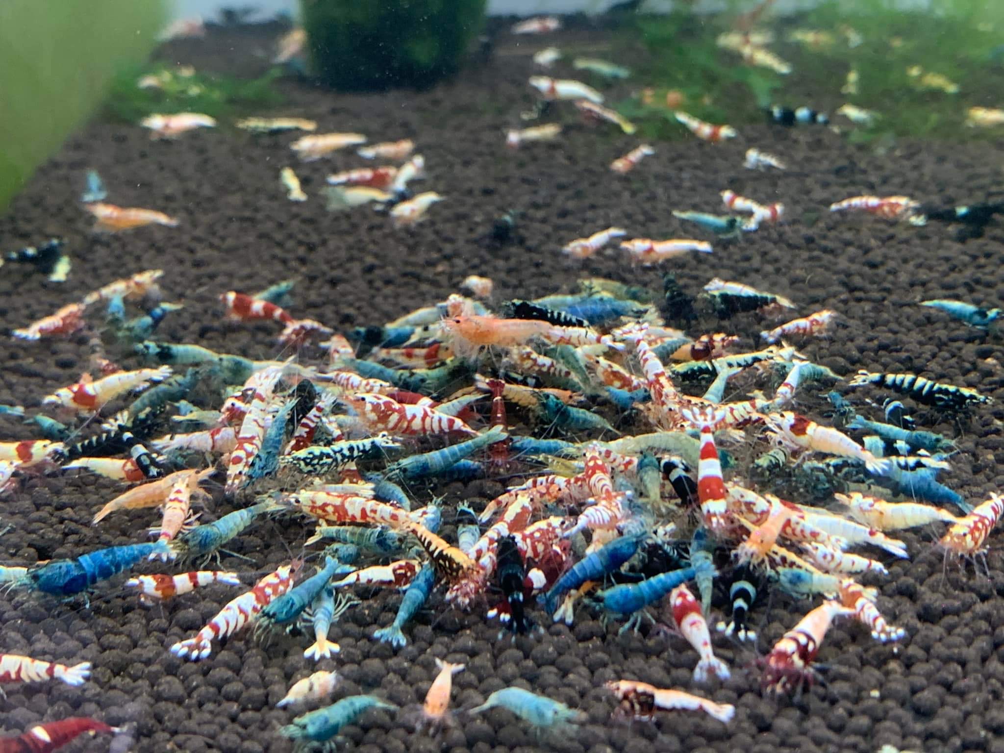 Cardinal Shrimp Mix Pack of 10 MO Aquatics