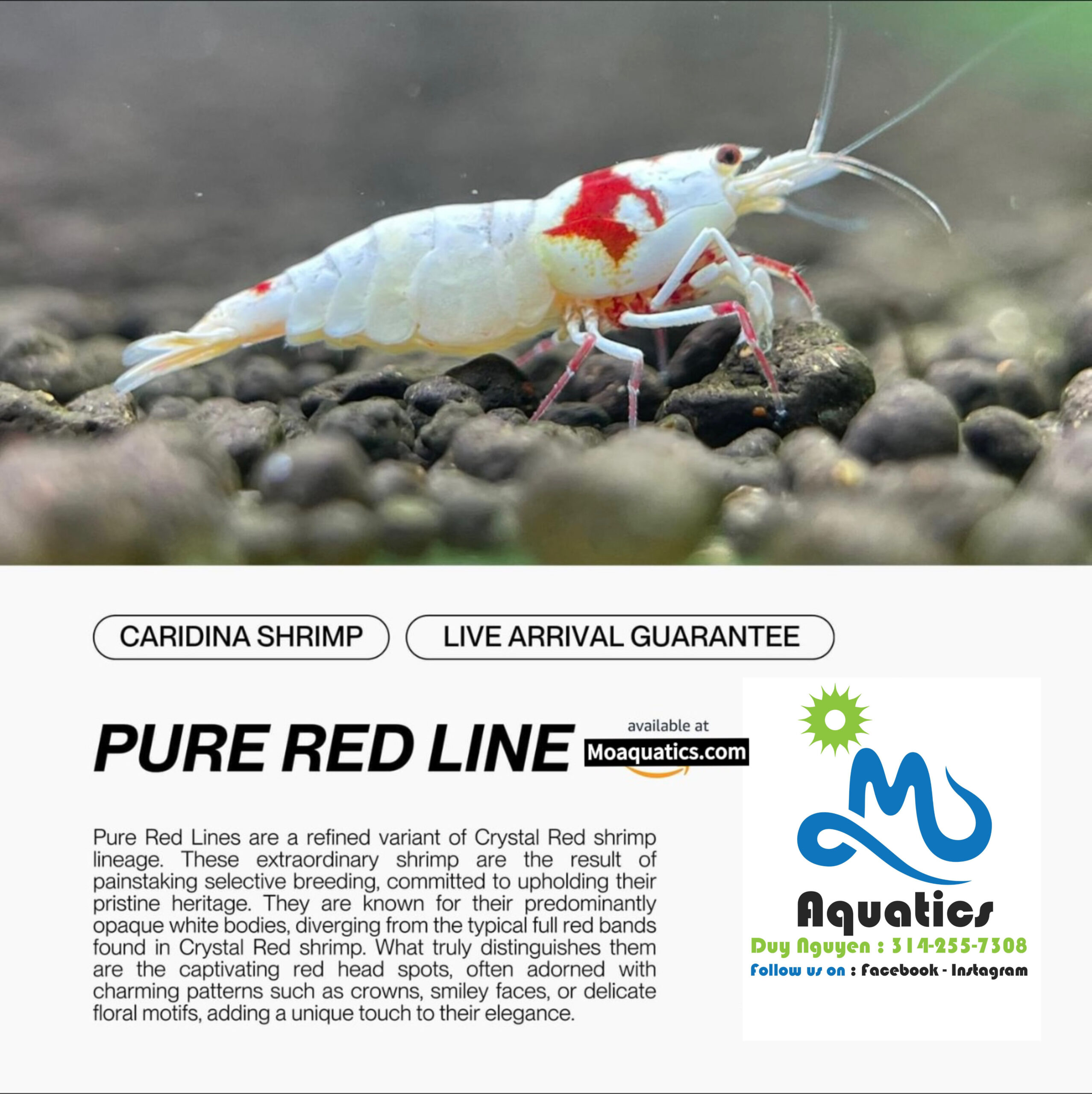 DOA Shrimp vs. Vudu Shrimp: Winter Redfish Contest (Day 1)