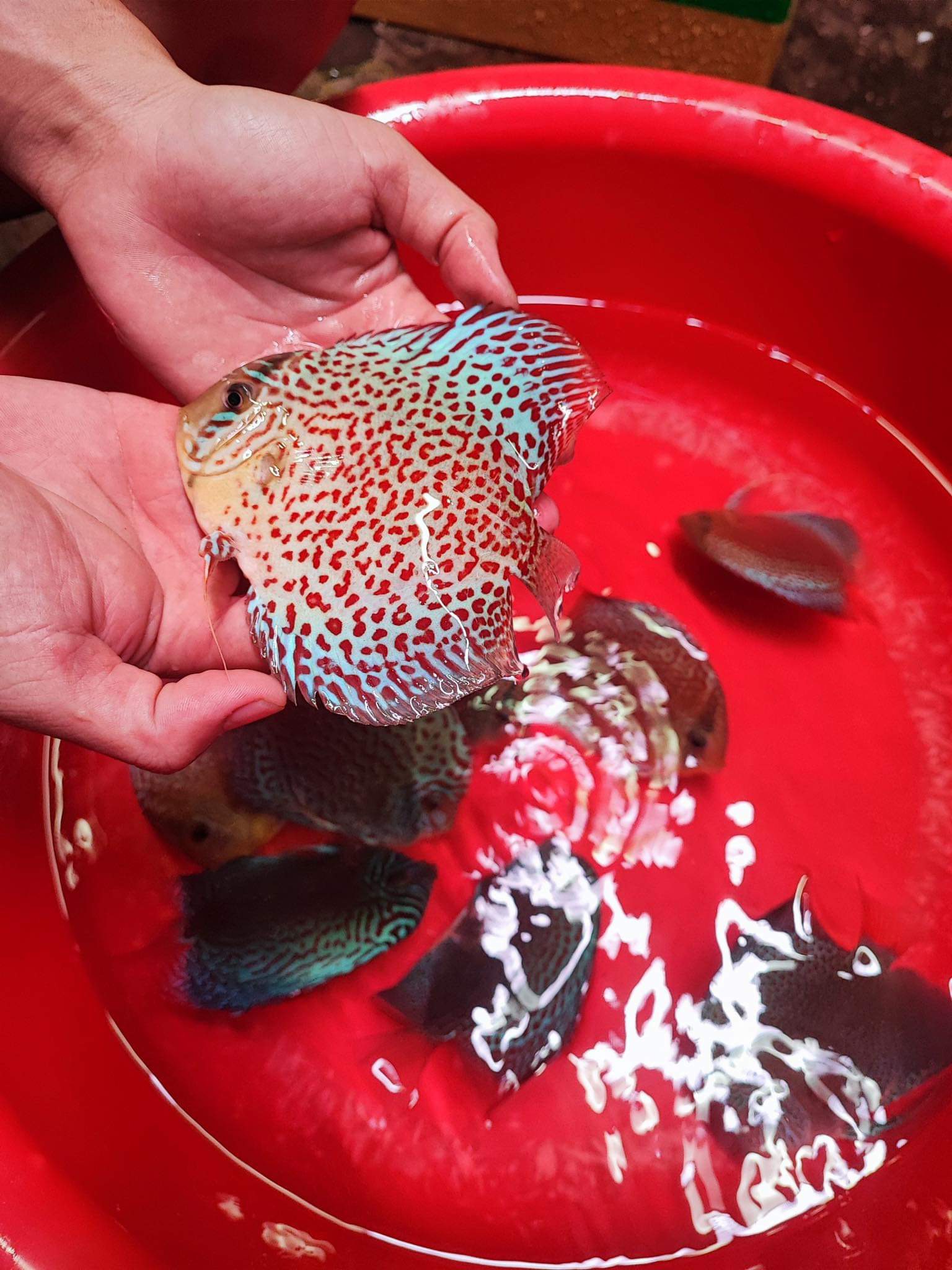 IP DISCUS RING LEOPARD Prebook your... - The Other Aquarist | Facebook