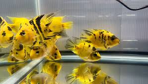 images-4